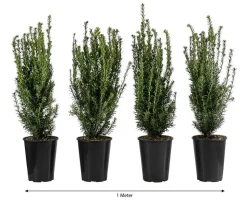 1 Meter Becher-Eibe 'Hillii', 4 x ca. 60-70 cm