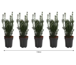 1 Meter Becher-Eibe 'Hillii', 5 x ca. 40-50 cm