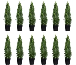 2-3 Meter Gartenzypresse 'Little Spire', 10 x ca. 30 cm