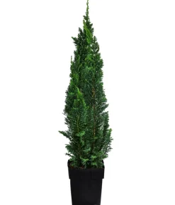 1-1,5 Meter Gartenzypresse 'Little Spire', 5x ca. 30 cm