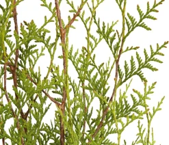 14 Meter Lebensbaum 'Brabant', 40 x ca. 80-100 cm