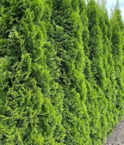 18 Meter Lebensbaum 'Smaragd', 60 x ca. 60-80 cm