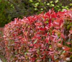 1 Meter Purpur-Glanzmispel 'Carre Rouge', 3 x ca. 40-60 cm