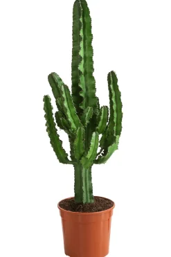Abessinische Wolfsmilch - Euphorbia abyssinica