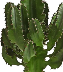 Abessinische Wolfsmilch - Euphorbia abyssinica