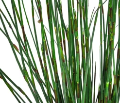 Afrikanisches Feuergras - Elegia 'Fish Hoek'