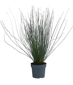 Afrikanisches Feuergras - Elegia 'Fish Hoek'