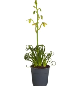 Albuca - Albuca spiralis 'Frizzle Sizzle®'