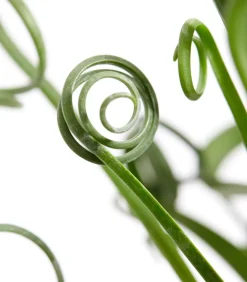 Albuca - Albuca spiralis 'Frizzle Sizzle®'