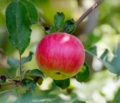Allergikerapfel 'Santana'