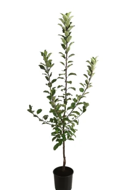 Allergikerapfel 'Santana'