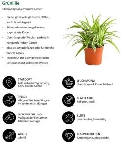 Ampelpflanzen-Set, 3-teilig