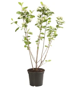 Apfelbeere, Aronia 'Nero'