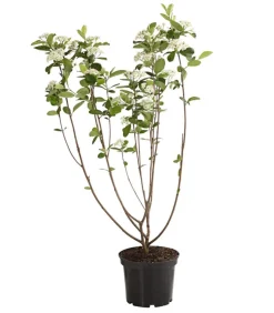 Apfelbeere, Aronia 'Viking'