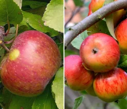 Apfel-Duo 'Elstar/James Grieve'