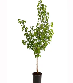 Aprikose 'Hargrand'