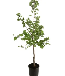 Aprikose 'Klosterneuburger'