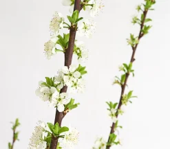 Aprikosen-Mirabelle 'Aprimira'