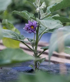 Aubergine