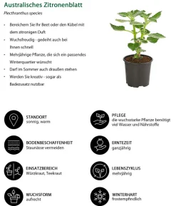 Australisches Zitronenblatt