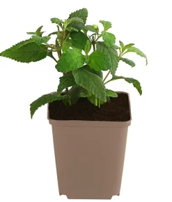 Aztekisches Süßkraut
