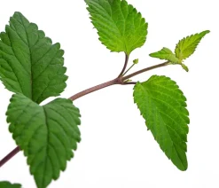 Aztekisches Süßkraut