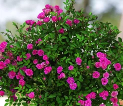 Balkonrose 'Lilly Rose®'