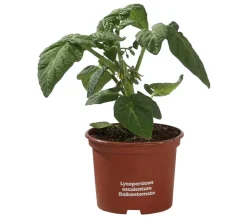 Balkontomate