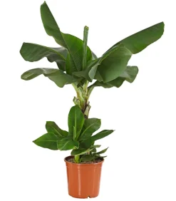 Banane