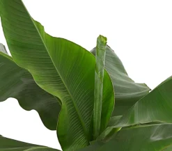 Banane