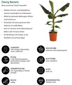 Banane 'Dwarf Cavendish'