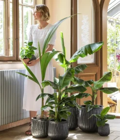 Banane 'Dwarf Cavendish'