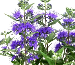 Bartblume 'Kew Blue'