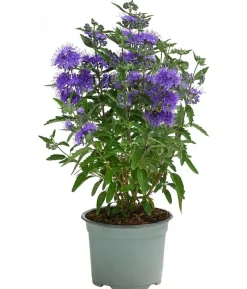 Bartblume 'Kew Blue'