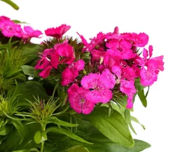 Bart-Nelke, verschiedene Farben, 6er-Schale