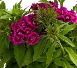 Bart-Nelke, verschiedene Farben, 6er-Schale