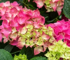 Bauern-Hortensie, ca. 30-40 cm
