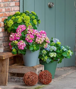 Bauern-Hortensie, ca. 30-40 cm