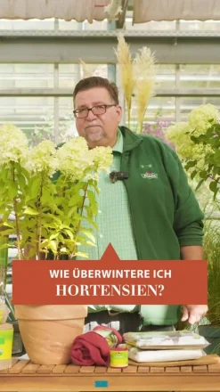 Bauern-Hortensie, ca. 45-55 cm