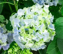 Bauern-Hortensie, ca. 45-55 cm