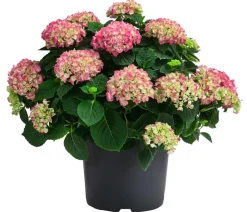 Bauern-Hortensie, ca. 45-55 cm