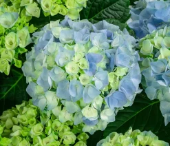Bauern-Hortensie, ca. 50-60 cm