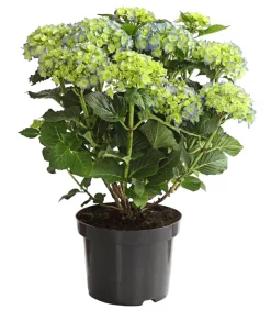 Bauern-Hortensie, ca. 30-40 cm