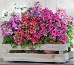 Bauernorchidee, verschiedene Farben