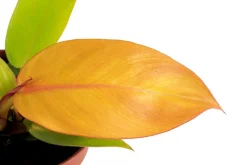 Baumfreund - Philodendron 'Prince of Orange'