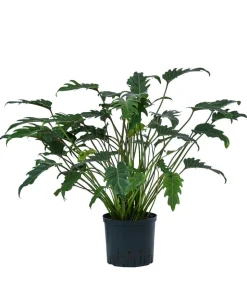 Baumfreund - Philodendron cultivars 'Xanadu', Hydrokultur