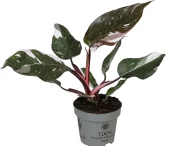 Baumfreund - Philodendron 'Red Anderson'