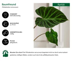 Baumfreund - Philodendron verrucosum