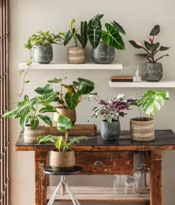 Baumfreund - Philodendron verrucosum