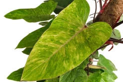 Baumfreund - Philodendron 'Painted Lady'